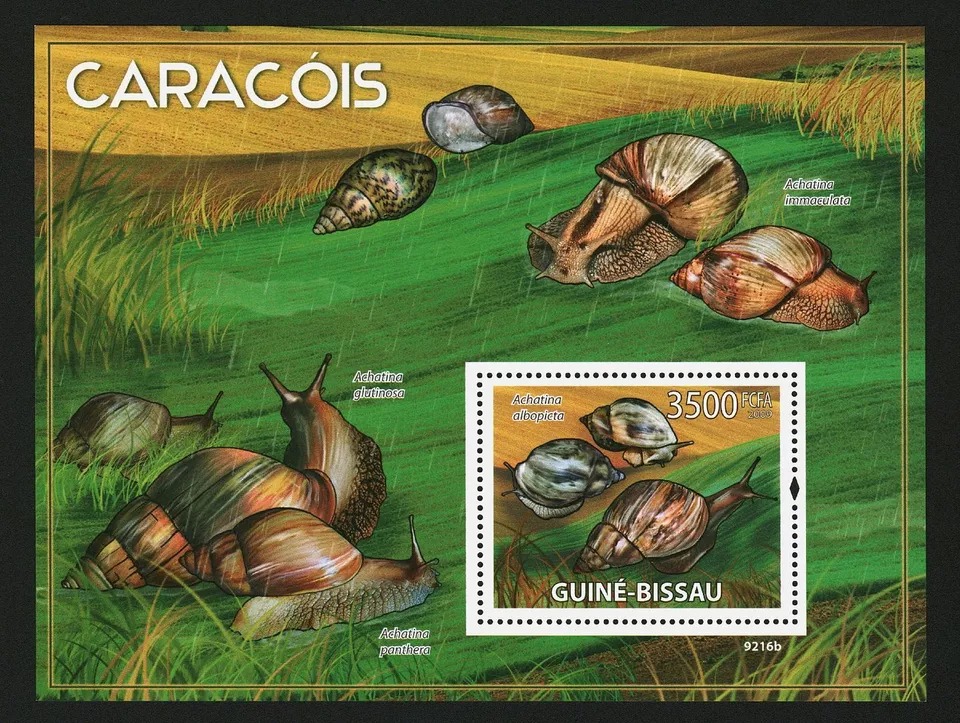 Guinea Bissau 2008 Shells M/S MNH